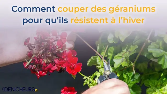 Video thumbnail for 🌷🌹 Comment couper des géraniums pour qu'ils résistent à l'hiver 💐🌺