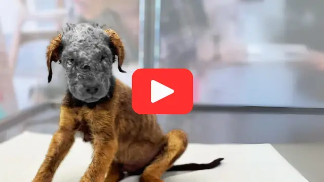 Video thumbnail for A Burned Puppy’s Cry for Help—The Chef’s Choice Will Shock You