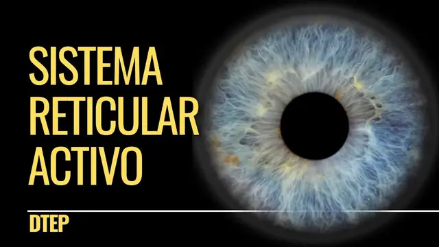 Video thumbnail for Sistema Reticular Activo (SAR): ¿Cómo maximizar tu enfoque y productividad?