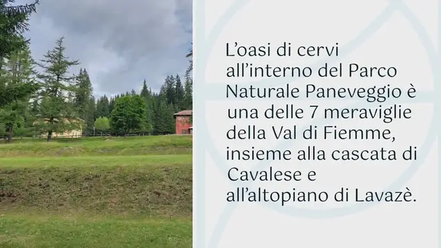 Video thumbnail for I BELLISSIMI CERVI DEL PARCO PANEVEGGIO