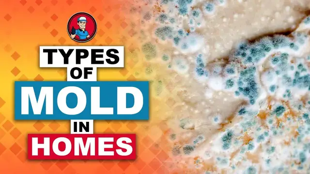 'Video thumbnail for Types Of Mold In Homes π¦ | HVAC Training 101'