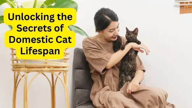 Video thumbnail for Unlocking the Secrets of Domestic Cat Lifespan: A Comprehensive Guide