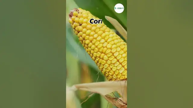 Video thumbnail for Best Dill Companion Plants 💫 #farming #herbgarden #shorts