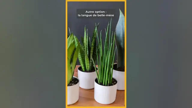 Video thumbnail for 🪴 Les 6 PLANTES D'INTERIEUR pour les débutants en jardinage !  ☘️ 🎍