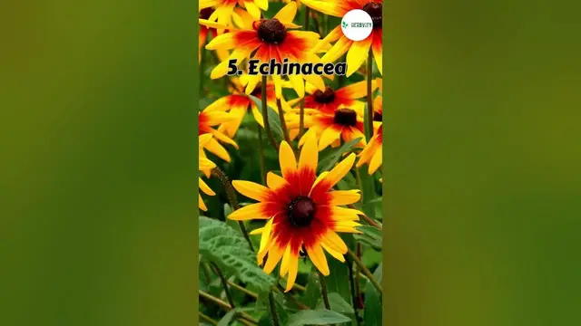 Video thumbnail for GOOD COMPANION PLANTS FOR BEE BALM 💢 #farming #herbgarden #shorts