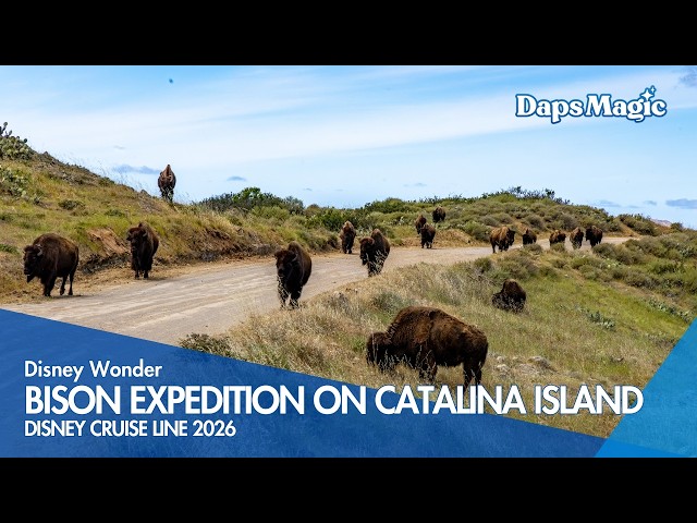 Video thumbnail for Bison Expedition on Catalina Island | Disney Wonder | Disney Cruise Line 2026 4K