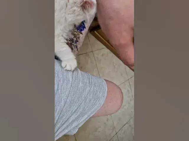 Video thumbnail for Hauskatze in Marroko - Rabat