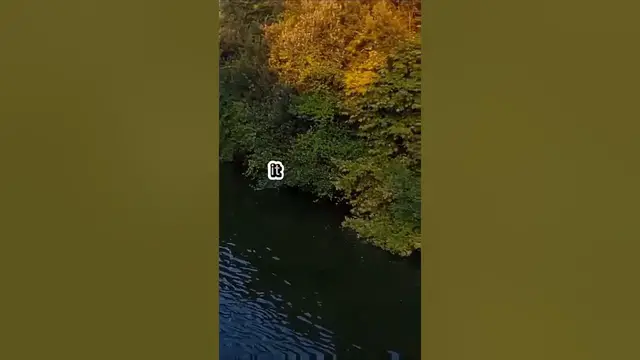 Video thumbnail for Fishing Joke 43 #jokes #fishingjokes #humor #joke