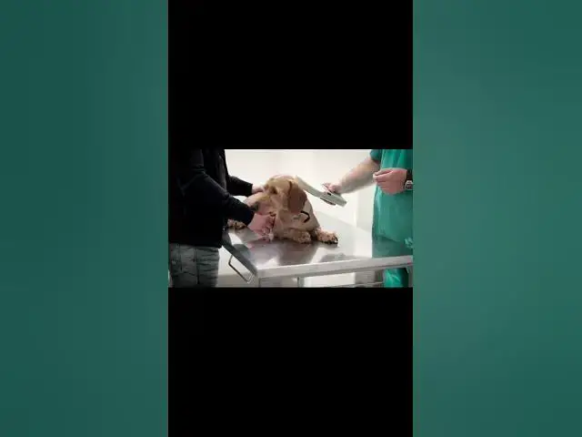 Video thumbnail for Dogs Life 9 #shorts #dogs #dog #doglover #animals #animallover #cat #cats #catlover #doglovers #doge