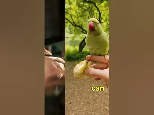 'Video thumbnail for What Are The BEST Foods For A Baby Bird?'