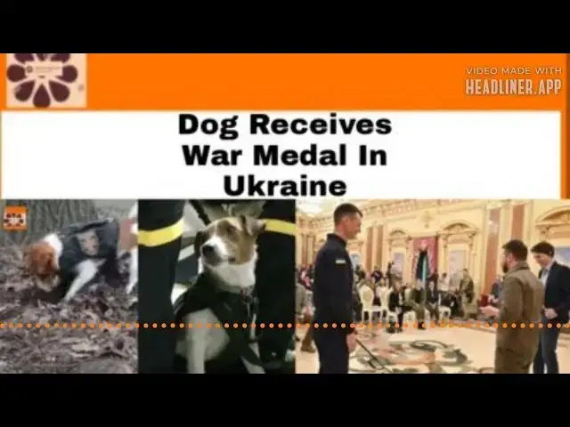 Video thumbnail for Dog Receives War Medal In Ukraine ~ OsazuwaAkonedo