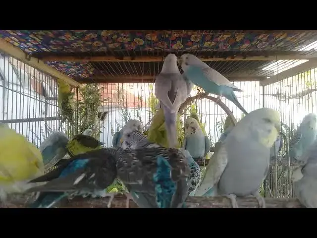 'Video thumbnail for 🌿 静かな午後にぴったりのインコ観察動画'