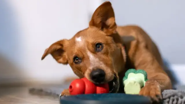 Video thumbnail for Red Heeler Size Explained: How Big Will Your Dog Get?
