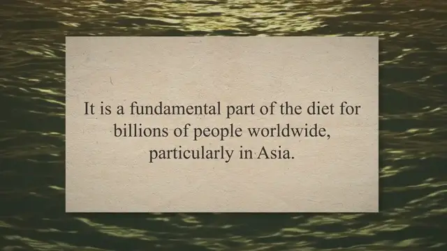 Video thumbnail for Understanding Wet Rice Cultivation Techniques