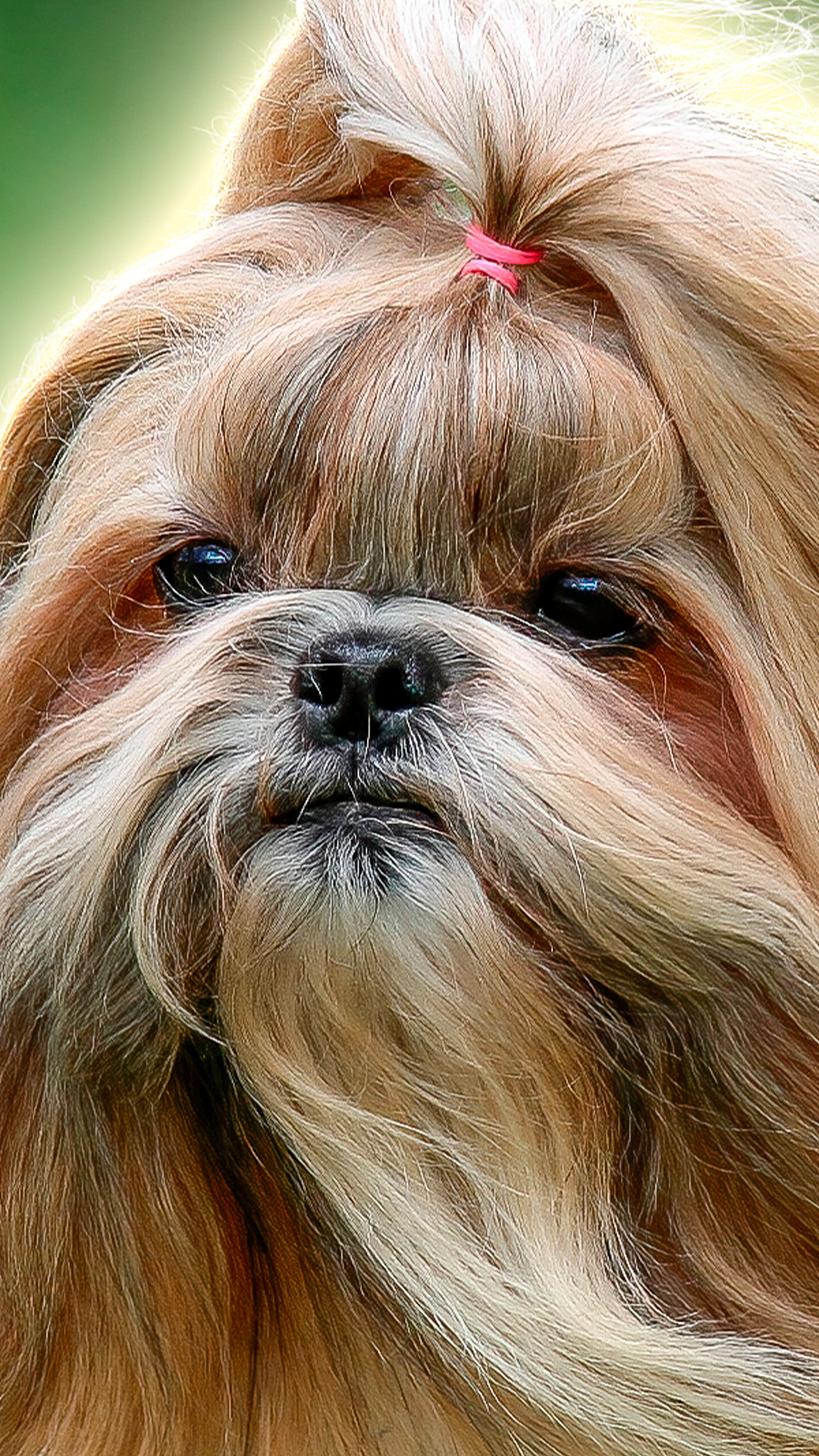 Video thumbnail for These Dog Breeds Are Perfect If You Want A Chill Pet