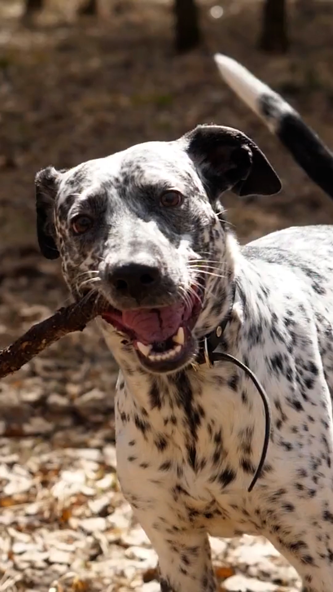 Video thumbnail for These Budget-Friendly Dog Breeds Are Surprisingly Great Pets