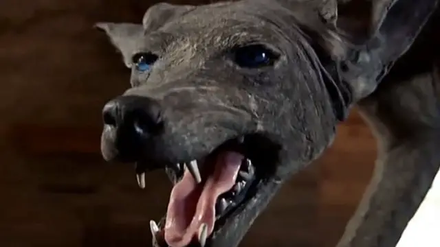 'Video thumbnail for The Creepy Truth About Chupacabras'