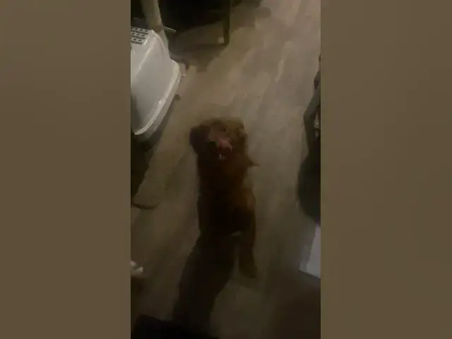 'Video thumbnail for Tank has accepted “The Cheese Tax” #dog #dogs #cheese'