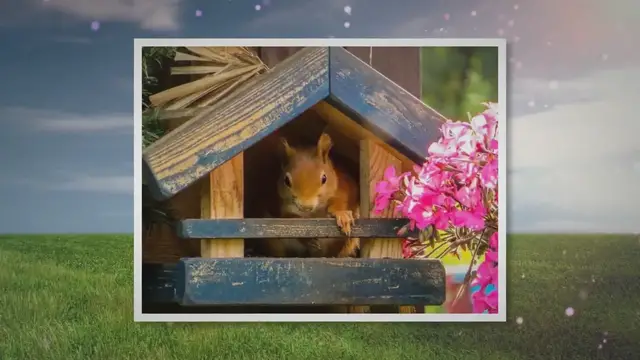 'Video thumbnail for Nesträuber Eichhörnchen'