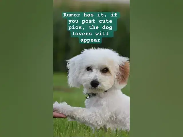 'Video thumbnail for Where the dog lovers at? #shorts'