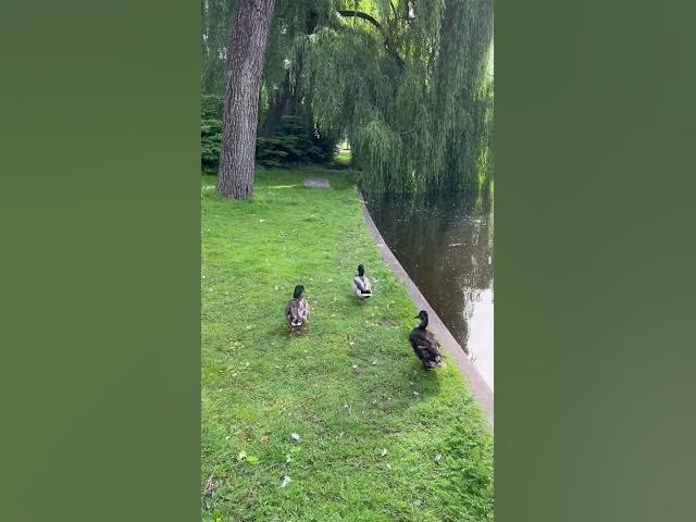 Video thumbnail for Listen nature, no ai, no add on