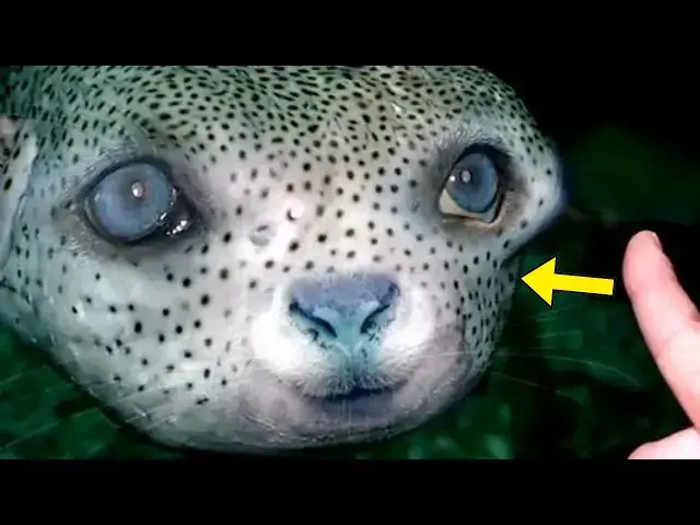 Video thumbnail for The Deadliest Animal On Earth Looks Completely Harmless