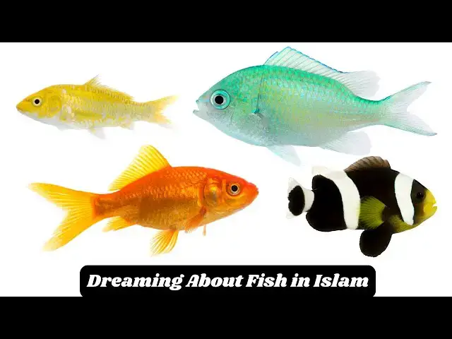 Video thumbnail for The Significance and Interpretation of Dreaming About Fish in Islam