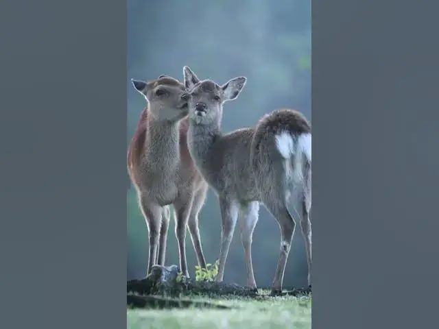 Video thumbnail for Love Couple || Deer Love