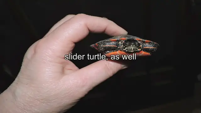 Video thumbnail for Finding Red-Eared Slider Turtle Breeders & Tips