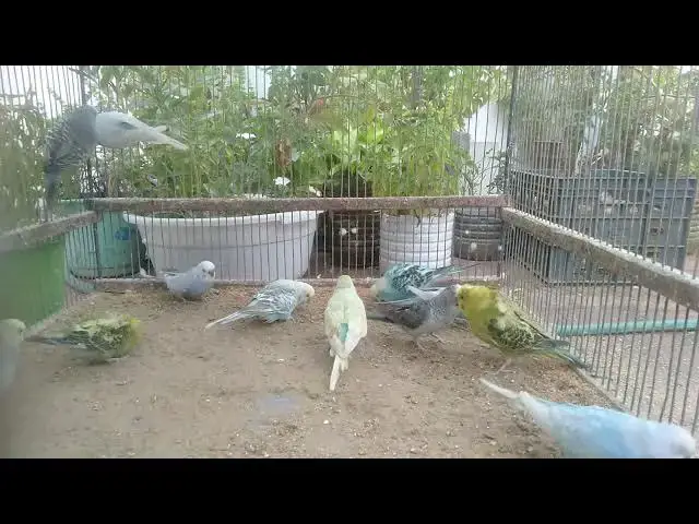 'Video thumbnail for One Minute of Natural Bird Bliss πΏπ¦'