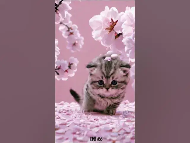 'Video thumbnail for #shorts #kucing #Cat #catlovers'