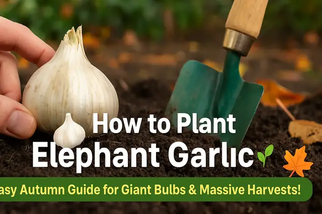 'Video thumbnail for 🎥 ✅ “How to Plant Elephant Garlic 🧄🌱 | Easy Autumn Guide for Giant Bulbs & Massive Harvests! 🍂✨”'