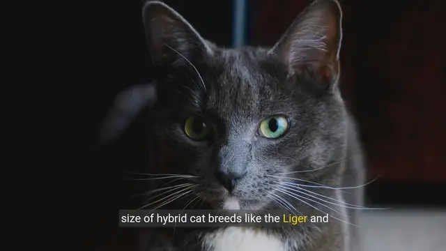 Video thumbnail for The World of Hybrid Cats - Ligers and Savannah Cats Explained