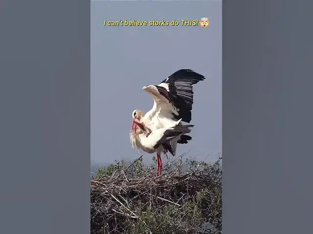 Video thumbnail for This Is How Storks Actually Mate! 😱🦅 #shorts