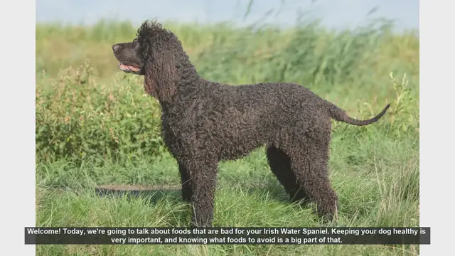 Video thumbnail for Foods to Avoid for Your Irish Water Spaniel: Keep Your Dog Healthy!