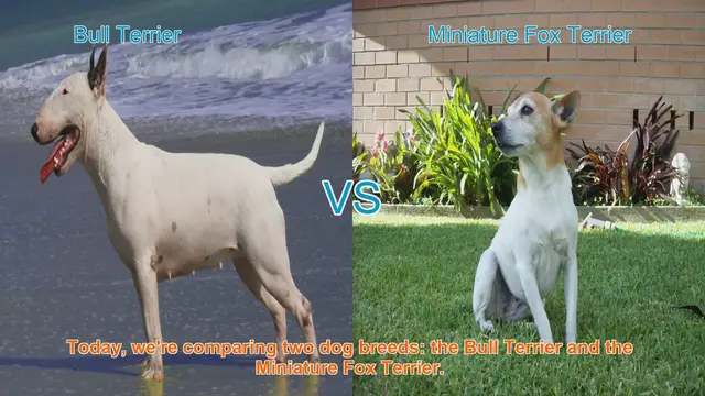 Video thumbnail for Bull Terrier vs. Miniature Fox Terrier: A Comprehensive Comparison