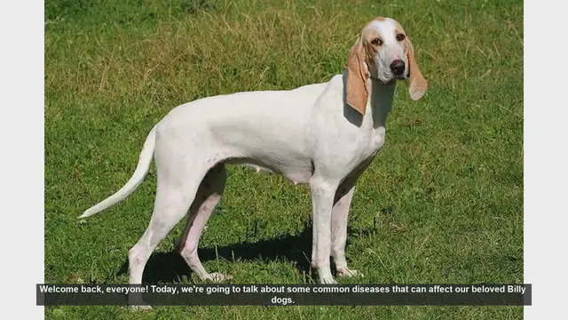 Video thumbnail for Top 5 Common Diseases in Billy Dogs and How to Prevent Them