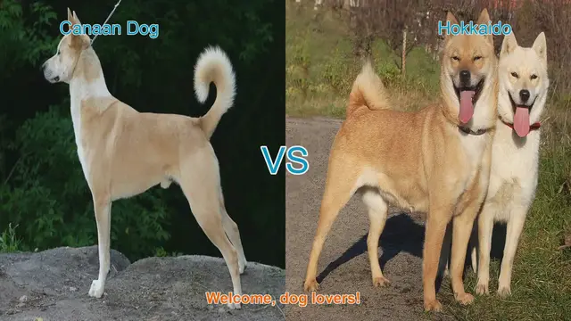 Video thumbnail for Canaan Dog vs. Hokkaido: A Comparative Guide for Dog Lovers