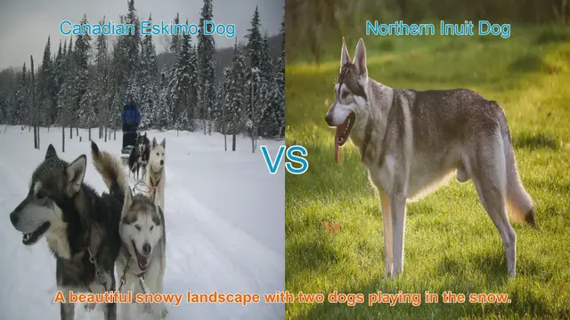 Video thumbnail for Comparing Canadian Eskimo Dog and Northern Inuit Dog: History, Traits, and Care