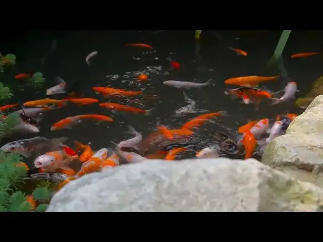 Video thumbnail for Pond Clean-Outs: Essential for Long-Term Pond Health