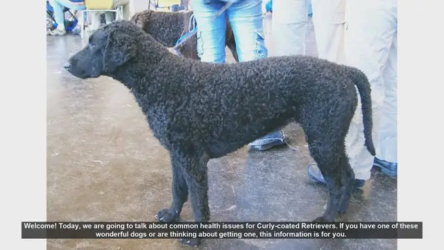 Video thumbnail for Common Health Issues in Curly-coated Retrievers: What You Need to Know
