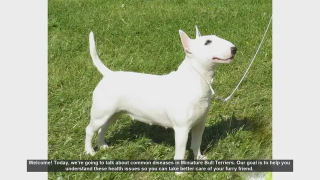 Video thumbnail for Common Health Issues in Miniature Bull Terriers: What You Need to Know