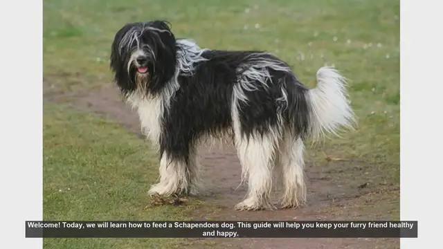 Video thumbnail for How to Feed Your Schapendoes Dog: A Complete Guide