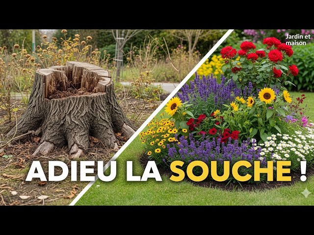 Video thumbnail for Comment Cacher une Souche d'Arbre ? L'Astuce Incroyable ! 🌳