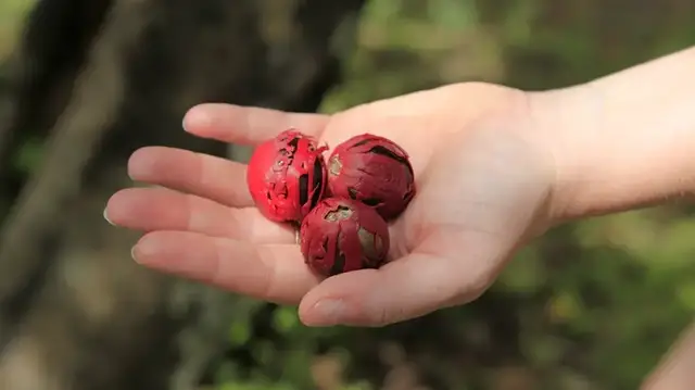 Video thumbnail for Muskatnussfabrik auf Grenada