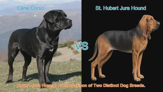 Video thumbnail for Cane Corso vs. St. Hubert Jura Hound: A Comparison of Two Distinct Dog Breeds