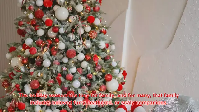 Video thumbnail for How Do People Celebrate Christmas With Pets?