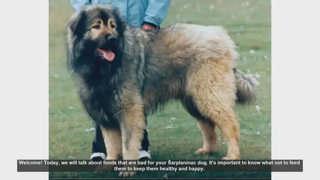 Video thumbnail for Foods to Avoid for Your Šarplaninac Dog: Keep Them Safe and Healthy
