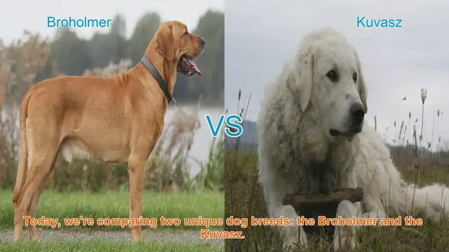 Video thumbnail for Broholmer vs. Kuvasz: A Comparison of Two Unique Dog Breeds