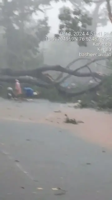Video thumbnail for Strong wind tree uprooted in palakkad kerala